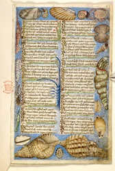 Agregar. 28841, f.5: Conchas y criatura marina, de un Tratado sobre las virtudes y los vicios, y una historia anónima en prosa de Sicilia (fragmento), c.1330-40 (vitela)