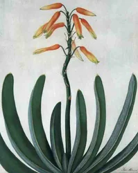 Aloe Striata