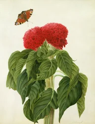 Celosia argentea cristata y mariposa
