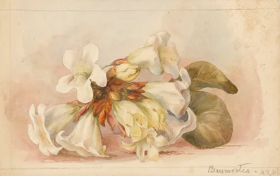 Beaumontia