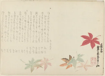 arce japonés