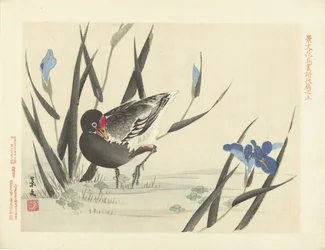 Focha entre lirios azules Bocetos de flores y pájaros de Keibun - tercera parte (título de la serie) Keibun kacho gafu kohen (título de la serie sobre el objeto)