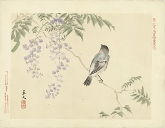 Pájaro en rama de glicina Bocetos de flores y pájaros de Keibun - tercera parte (título de la serie) Keibun kacho gafu kohen (título de la serie sobre el objeto)
