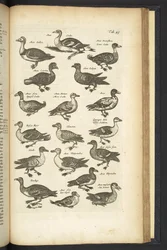 Pestaña 49, Patos, Ilustración de 