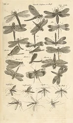 Ficha III, libélulas, ilustración de 