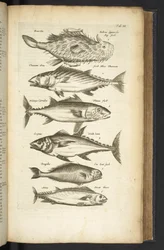 Ficha III, Tunas, Ilustración de 