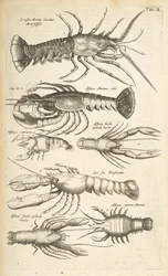 Ficha II, Langostas, Ilustración de 