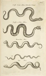 Ficha II, Serpientes, Ilustración de 
