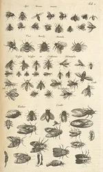Ficha I, abejas y avispas, ilustración de 