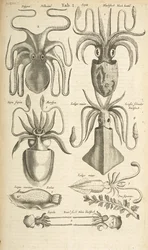 Pestaña I, Pulpo, Ilustración de 