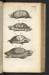 Ficha 80, Tortugas, Ilustración de 