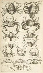 Ficha VI, Cangrejos, Ilustración de