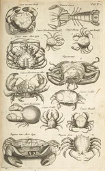Ficha V, cangrejos, ilustración de 