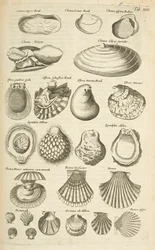 Ficha XIV, varias conchas, ilustración de 