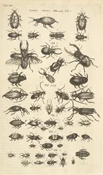 Ficha XIII, Escarabajos, Ilustración de 