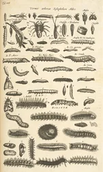Ficha XIX, Orugas, Ilustración de 