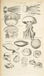 Ficha XIX, Medusas, pepinos de mar y otras especies marinas, Ilustración de 