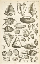 Ficha XI, Varias conchas, Ilustración de 