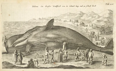 Ficha XLII, Ballena, Ilustración de 