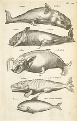 Ficha XLI, Ballenas, Ilustración de 