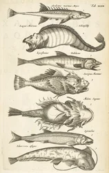 Pestaña 47, Especies de peces, Ilustración de 