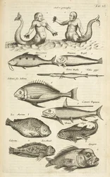 Ficha 40, Antropomorfos; Sirena; Tritón; Peces tropicales, Ilustración de 