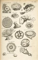 Ficha XVIII, Vida marina, Ilustración de 