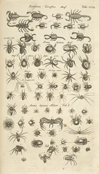 Ficha XVIII, escorpiones terrestres y arácnidos, ilustración de 