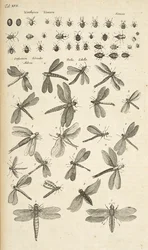 Ficha XVII, Libélulas, Ilustración de 