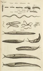 Ficha XXIV, babosas y gusanos, ilustración de 