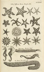 Ficha XXVIII, Estrellas de mar y caballitos de mar, Ilustración de