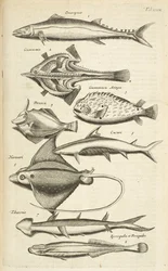 Ficha XXXIX, Especies de peces, Ilustración de 