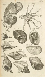 Ficha X, conchas de pulpo y Nautilus, ilustración de 