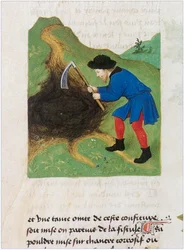 Le Livre des simples medecines - traducción al francés del manuscrito latino del siglo XII de Matthaeus Platearius (pergamino)