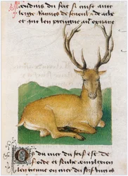 Le Livre des simples medecines - traducción al francés del manuscrito latino del siglo XII de Matthaeus Platearius (pergamino)