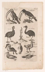 Toekans y andere vogels Historia natural de las aves, Libro 6 J. Jonston (título de la serie)