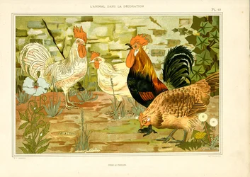 Representación naturalista de gallinas y gallos (litografía)