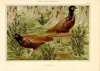 Pareja naturalista de faisanes en el bosque (litografía)