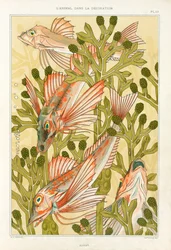 Salmonete rojo, pub. 1897