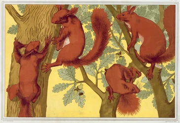 Ardillas, 1897