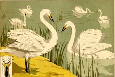 Cisnes en juncos como motivo decorativo de la naturaleza (litografía)