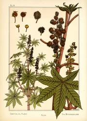 La planta de aceite de ricino (litografía en color)