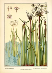 La floración del junco (litografía en color)