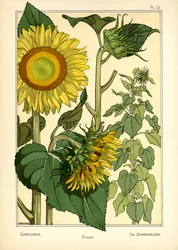 El girasol (litografía en color)