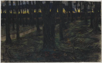 Vista del bosque al atardecer