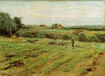 Campo de cosecha – Campo de coles (?)