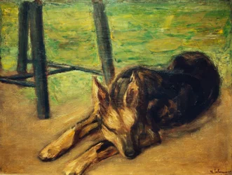 Perro pastor durmiendo
