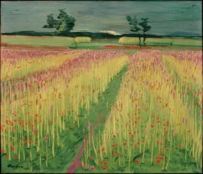 Campo de trigo en flor