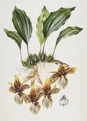 La orquídea tigre de Stanhope, 1838