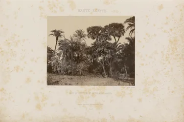 Bosques de palmeras Daltiers y Doums